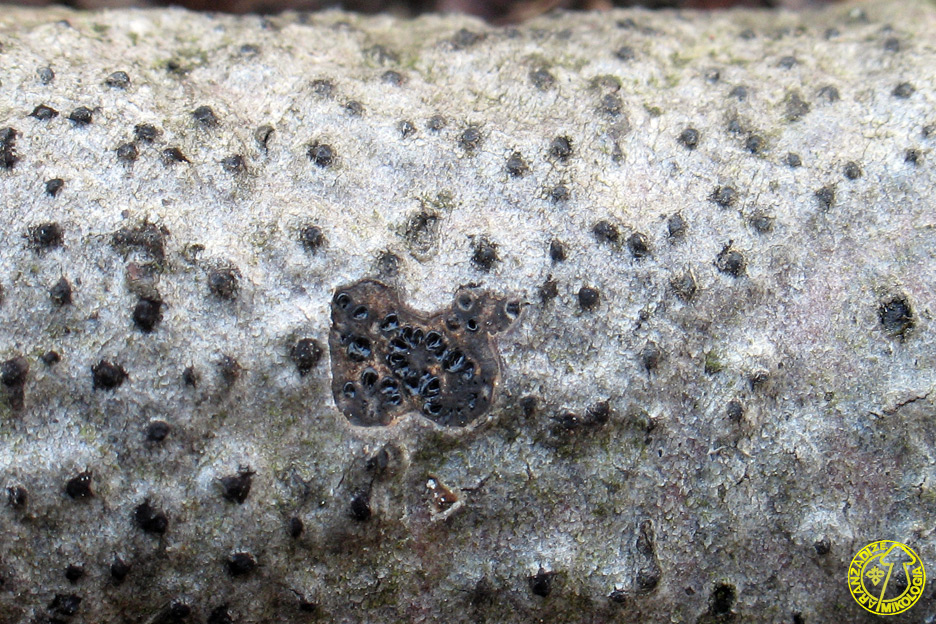 Anthostoma turgidum