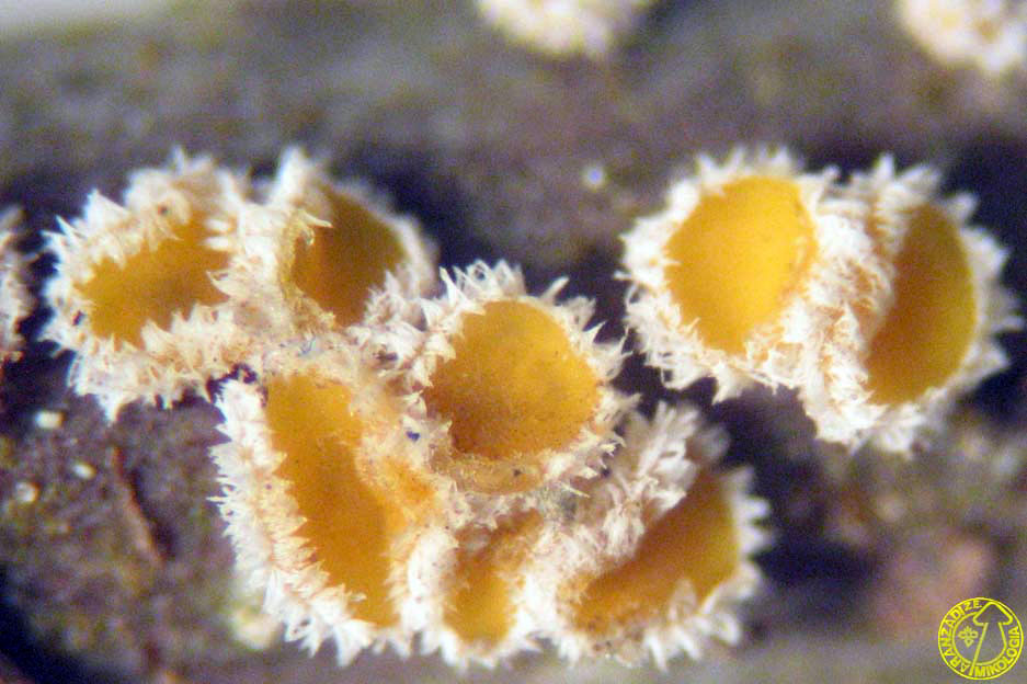 Capitotricha bicolor