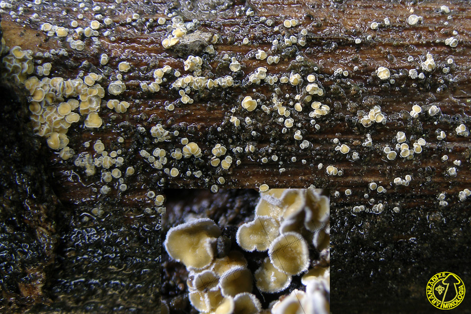 Capitotricha bicolor