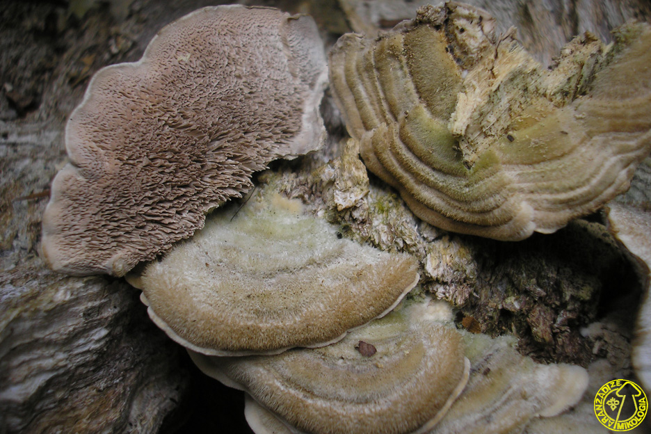 Cerrena unicolor