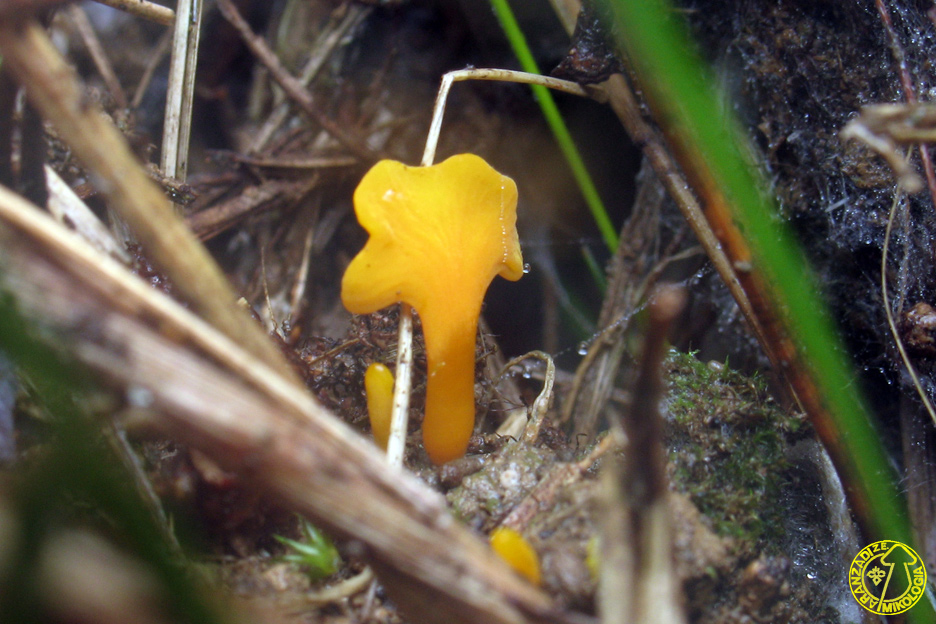 Clavulinopsis laeticolor