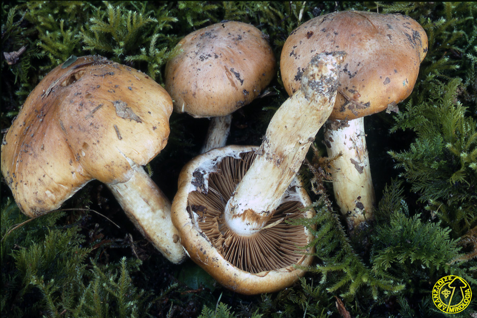 Cortinarius multiformis