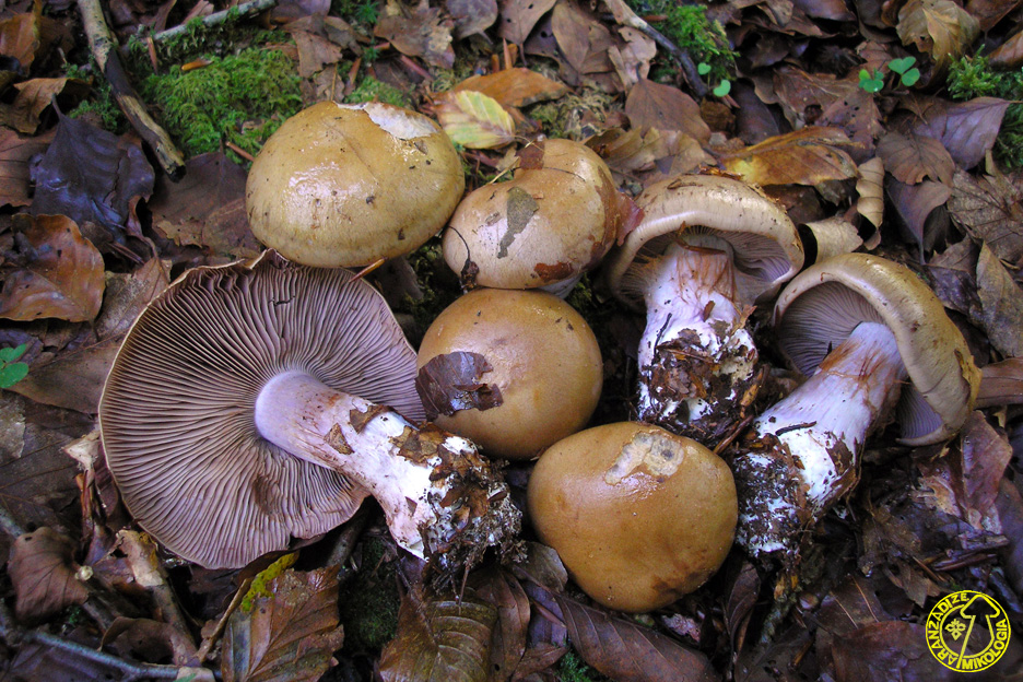 Cortinarius glaucopus