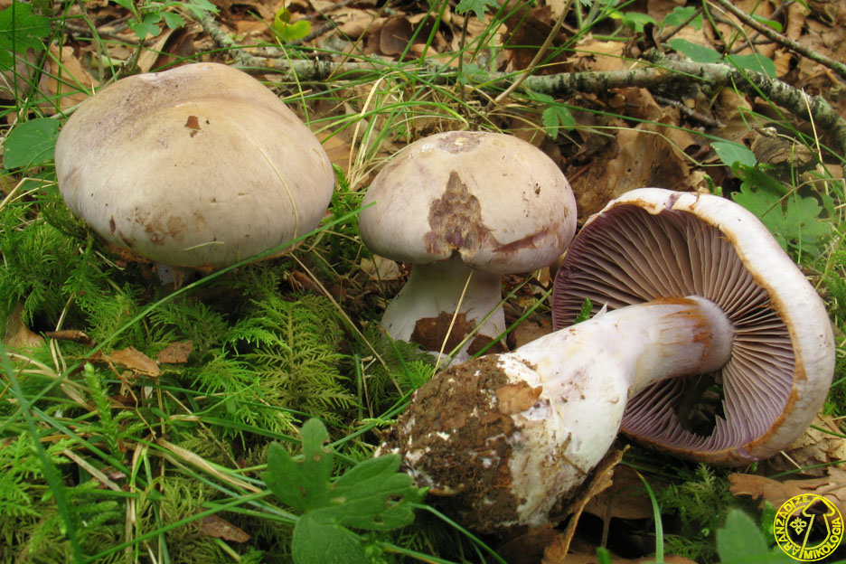 Cortinarius lividoviolaceus