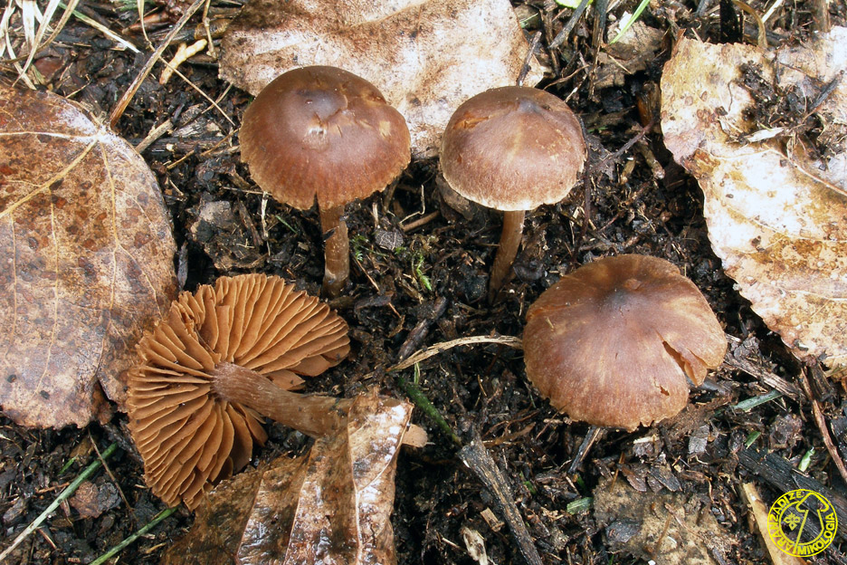 Cortinarius sertipes