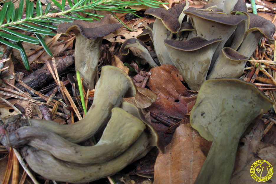 Craterellus cornucopioides