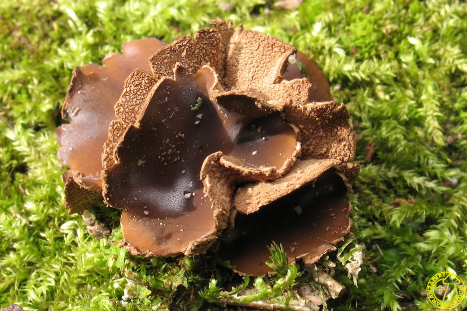 Encoelia furfuracea