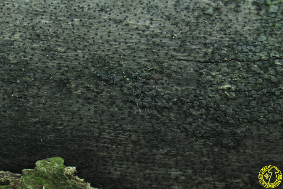 Eutypa maura