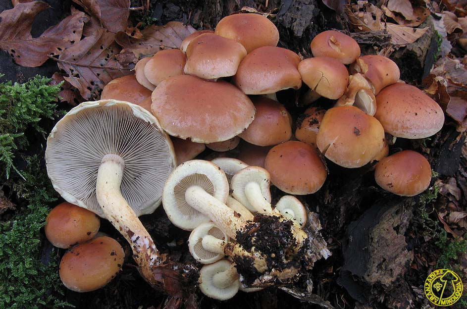 Hypholoma Lateritium Aranzadi Zientzia Elkartea Hypholoma Lateritium Aranzadi Zientzia Elkartea