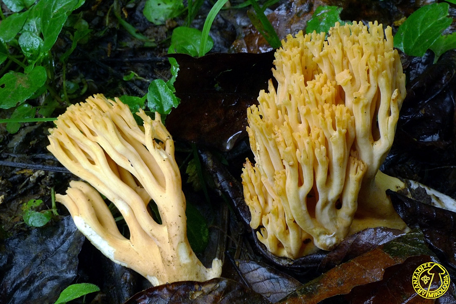 Ramaria flavosalmonicolor