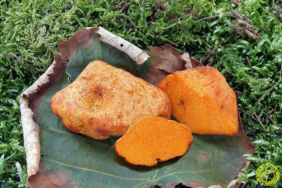 Stephanospora caroticolor