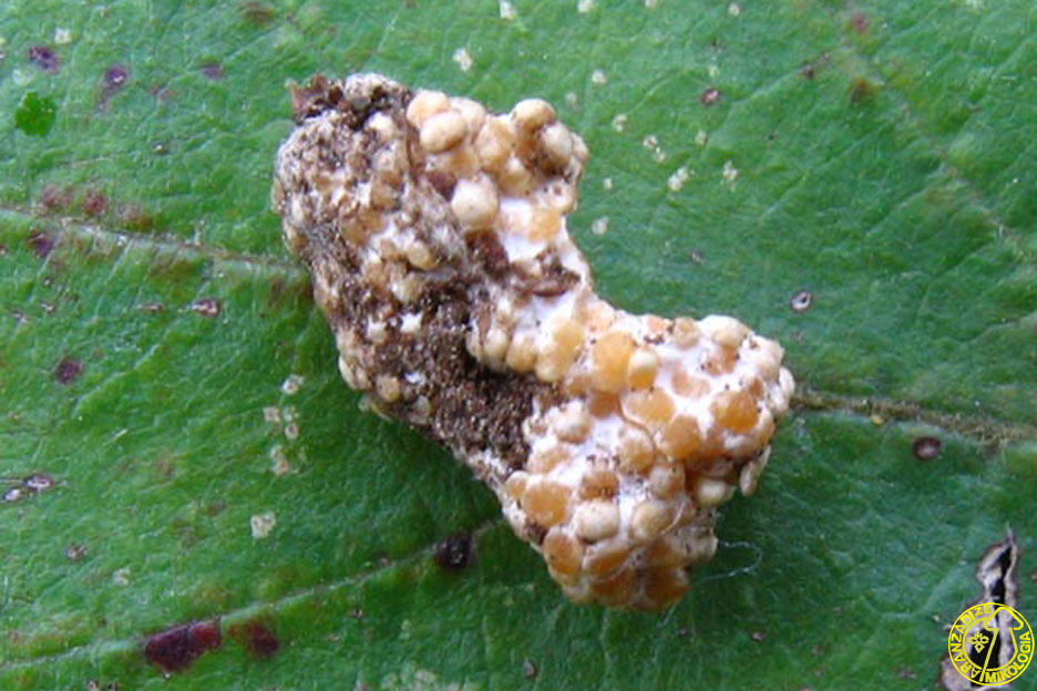 Youngiomyces multiplex