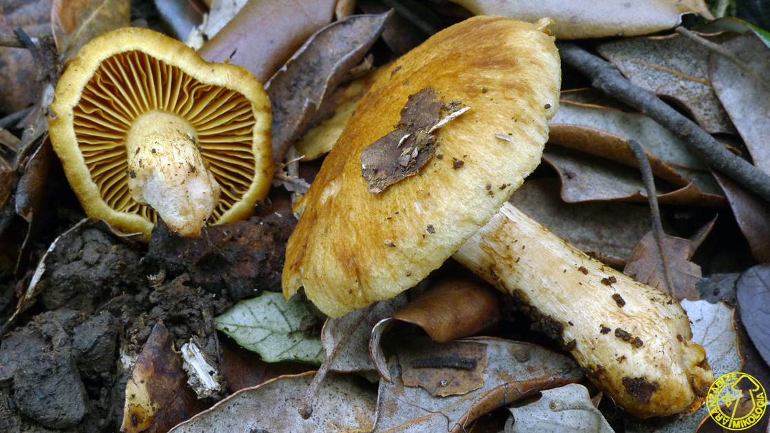 Cortinarius cepistipes