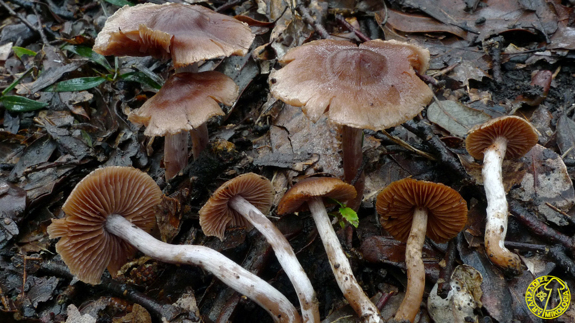 Cortinarius subturibulosus