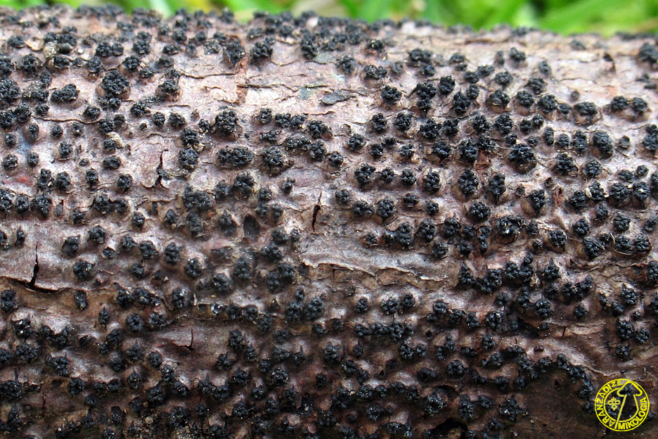 Eutypella leprosa