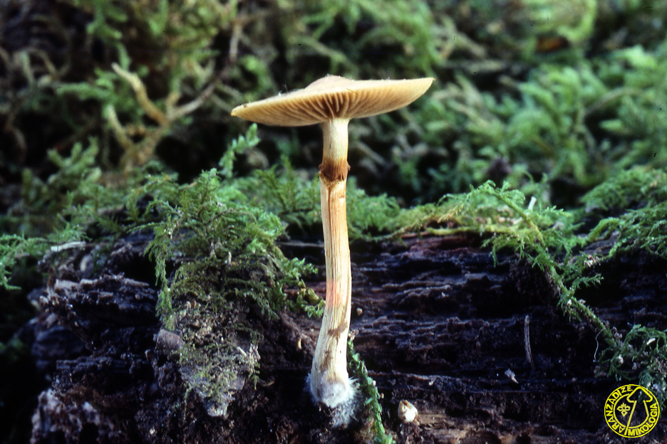 Galerina unicolor