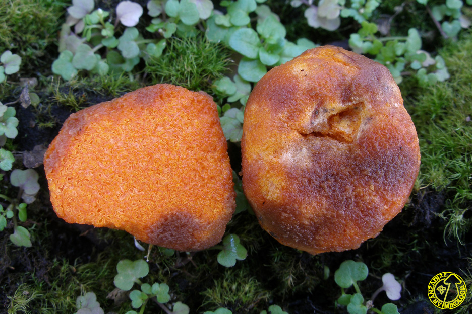 Stephanospora caroticolor