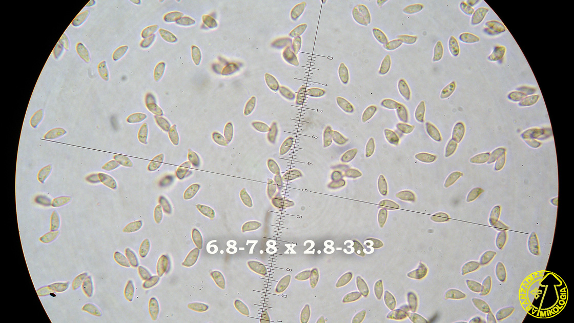 Botryobasidium subcoronatum