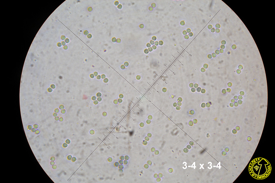Byssocorticium atrovirens