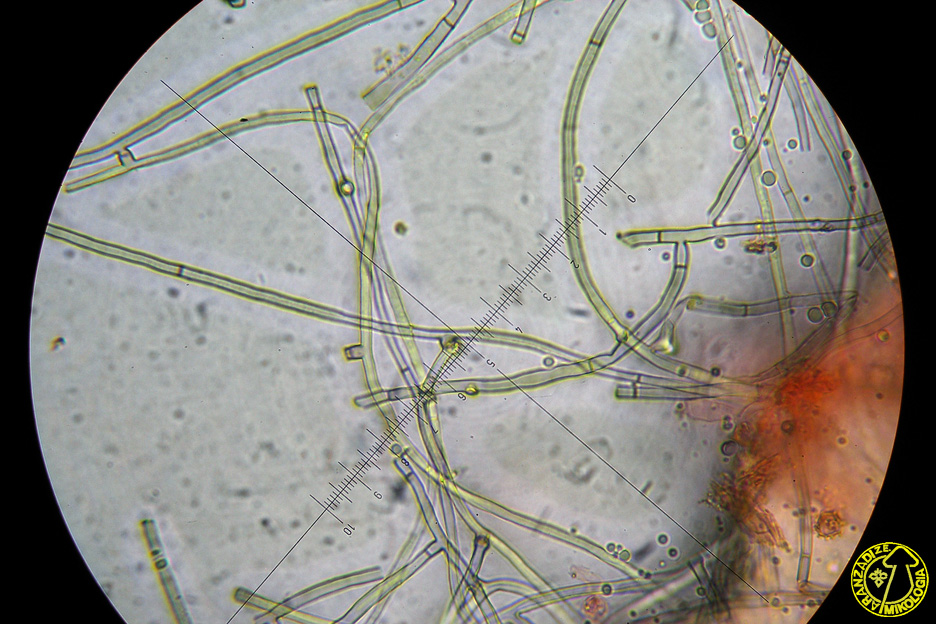 Byssocorticium atrovirens