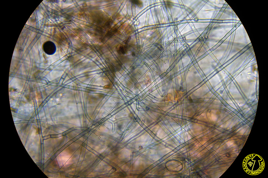 Byssocorticium atrovirens