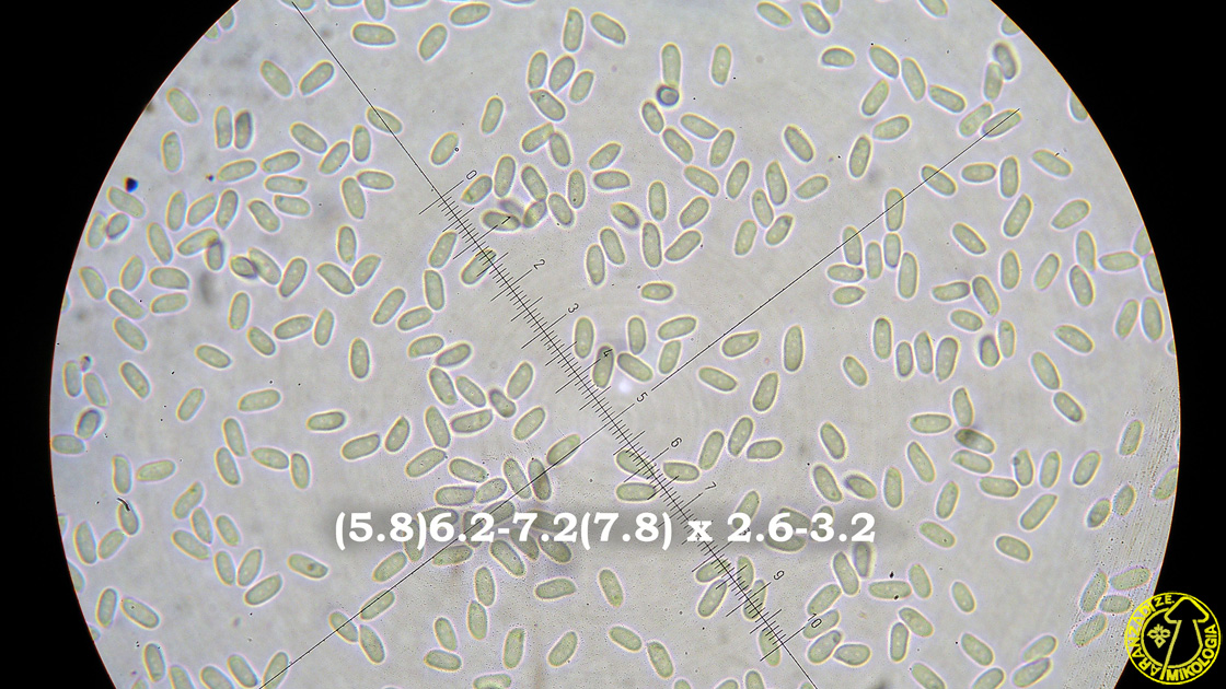 Byssomerulius corium