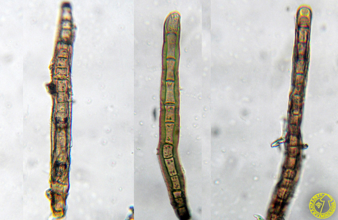 Corynespora smithii