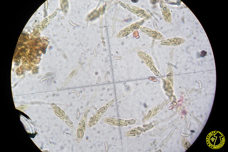 Eutypa flavovirens