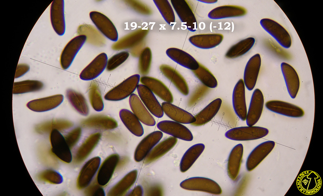 Rosellinia corticium
