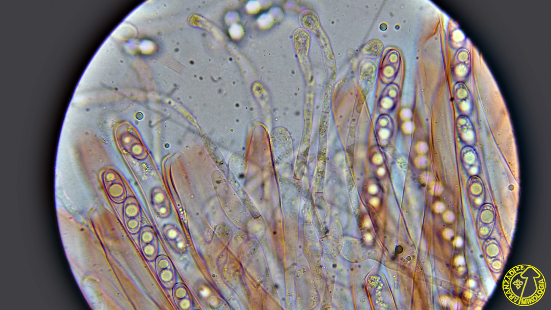 Sarcosphaera coronaria