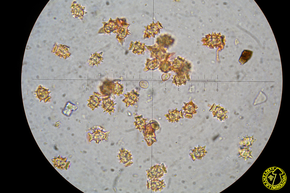 Stephanospora caroticolor