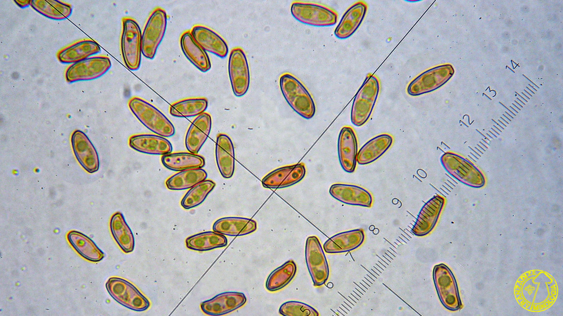 Xerocomellus porosporus