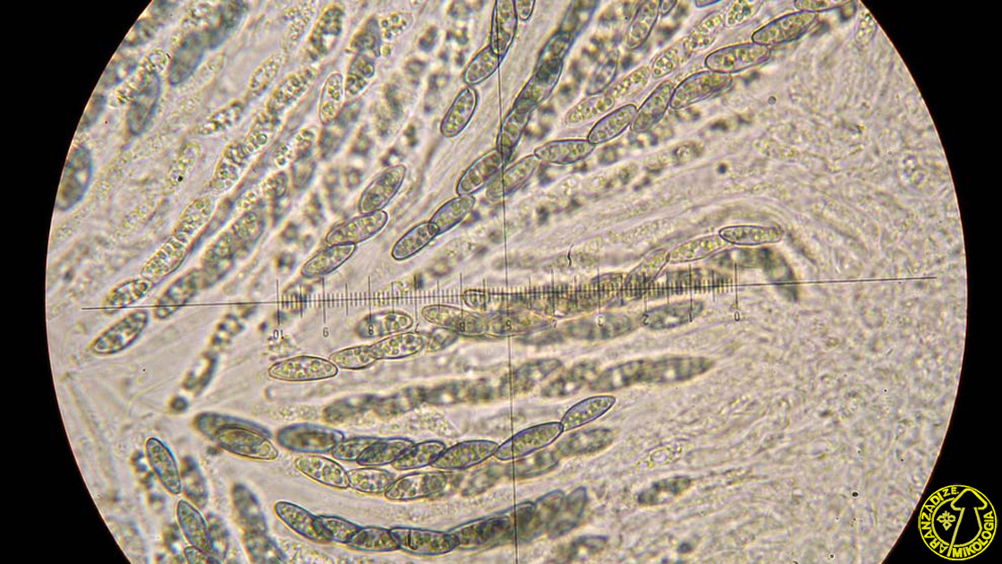 Helminthosphaeria corticiorum