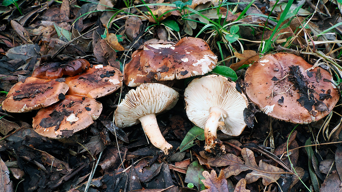 Tricholoma ustaloides