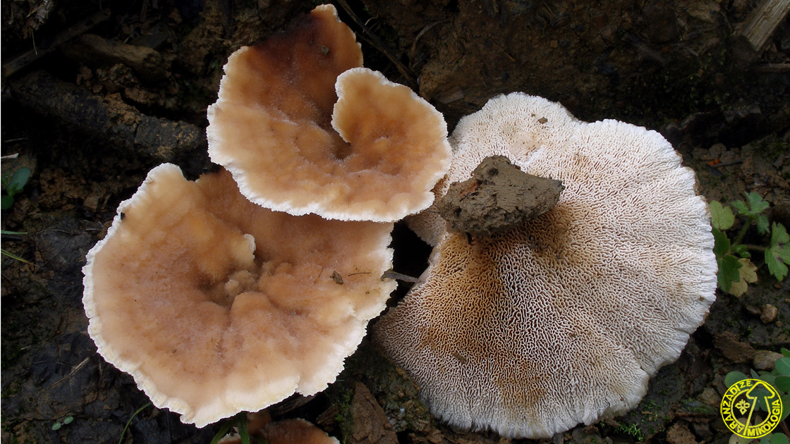 Abortiporus biennis