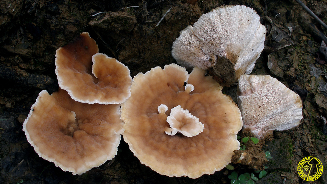 Abortiporus biennis