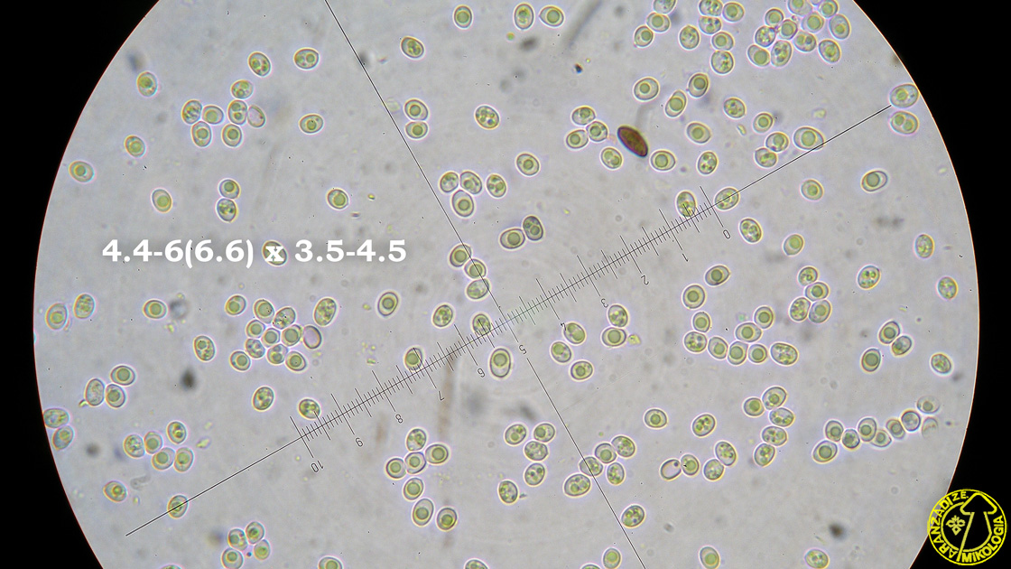 Abortiporus biennis