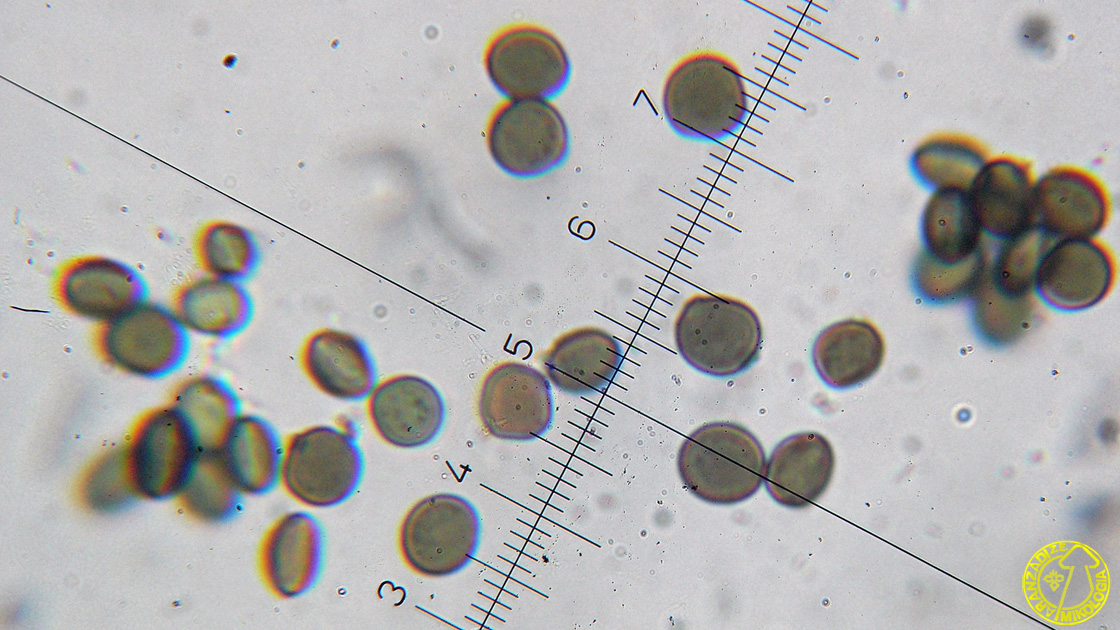 Arthrinium arundinis