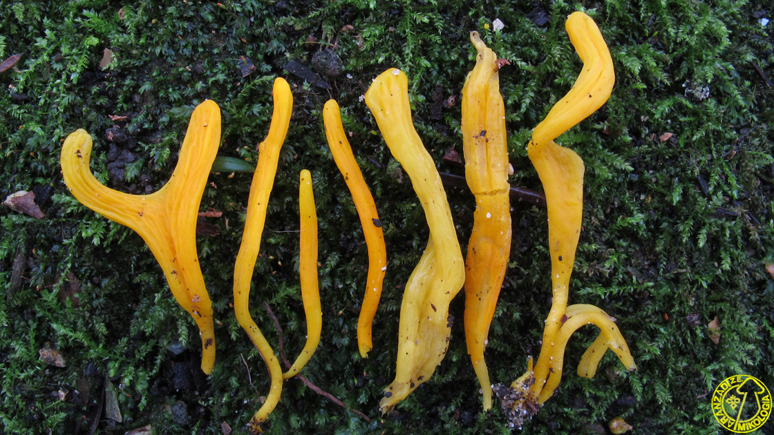 Clavulinopsis laeticolor