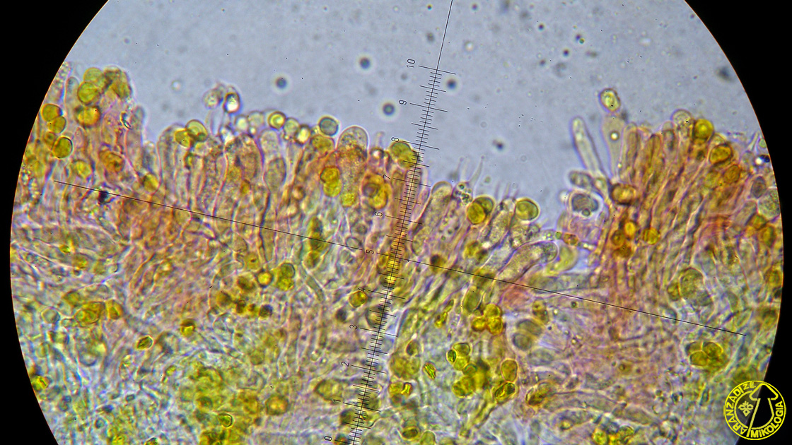 Clavulinopsis laeticolor