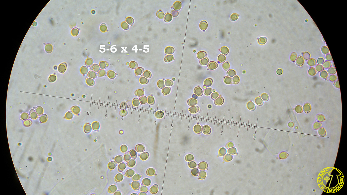 Clavulinopsis laeticolor