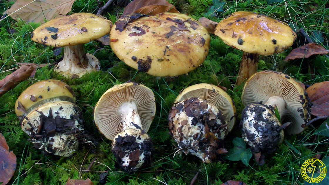 Cortinarius cedretorum
