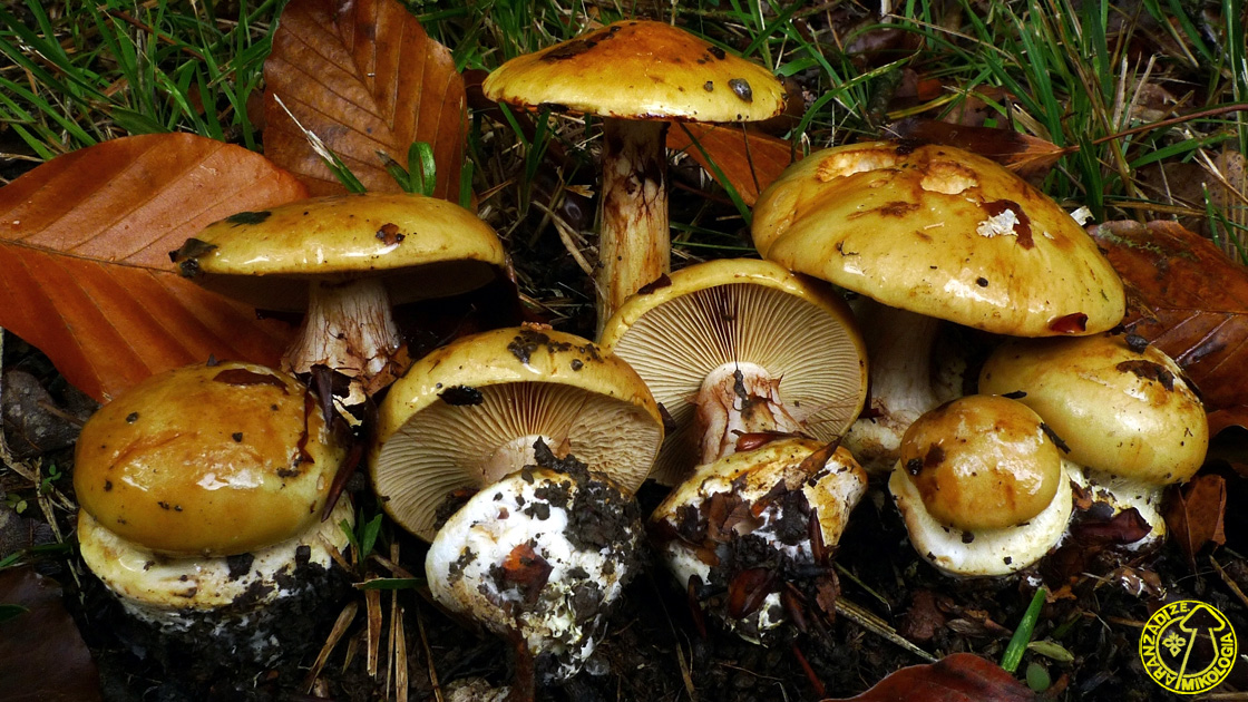 Cortinarius cedretorum