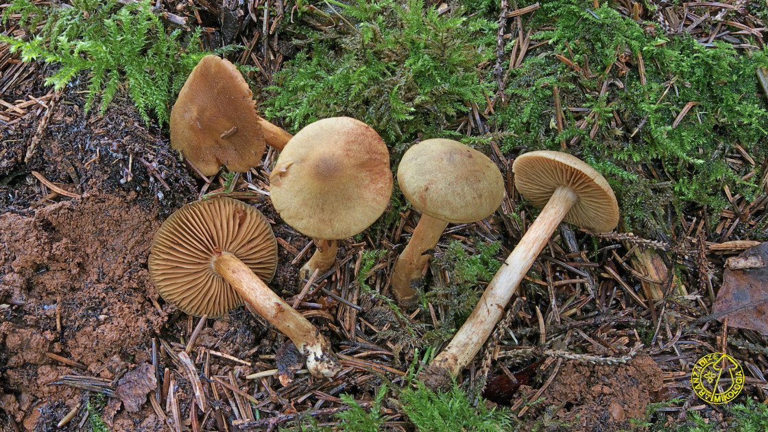 Cortinarius venetus v. montanus