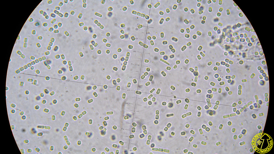 Tolypocladium ophioglossoides