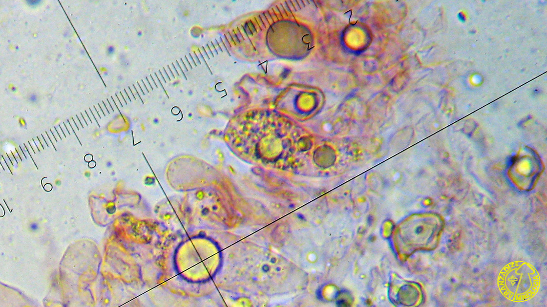 Entoloma poliopus