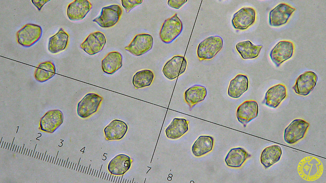 Entoloma poliopus