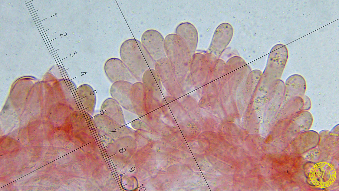 Entoloma poliopus