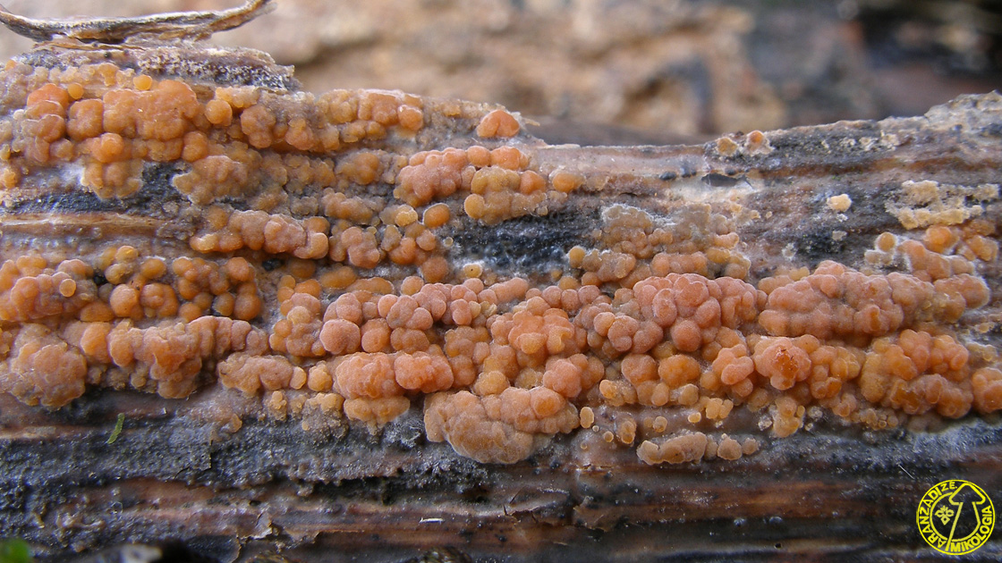 Peniophora pseudoversicolor