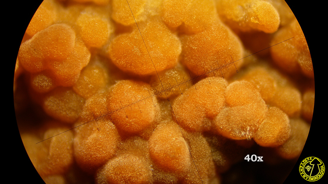 Peniophora pseudoversicolor
